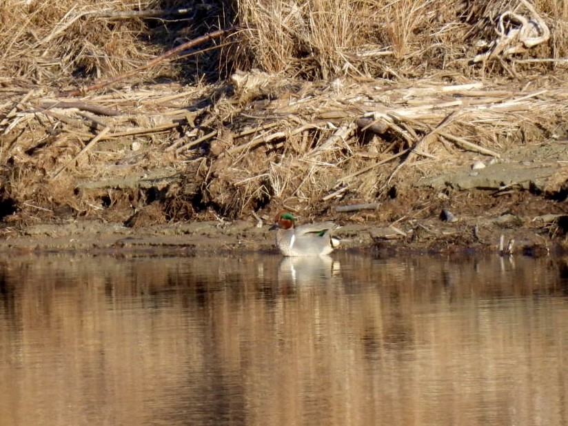 Green-winged Teal - ML616835849