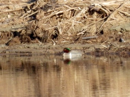 Green-winged Teal - ML616835851
