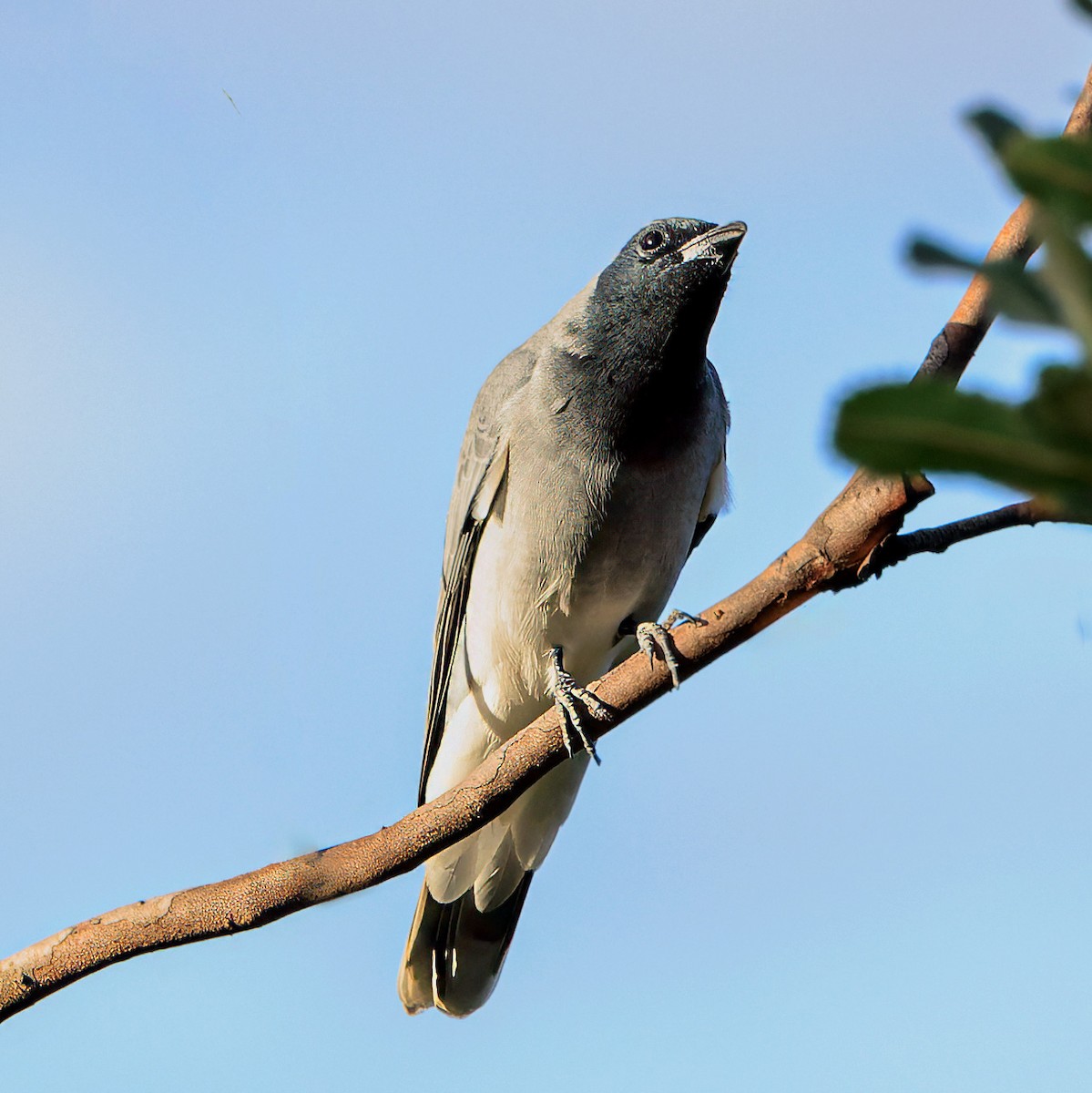 Black-faced Cuckooshrike - ML616835866