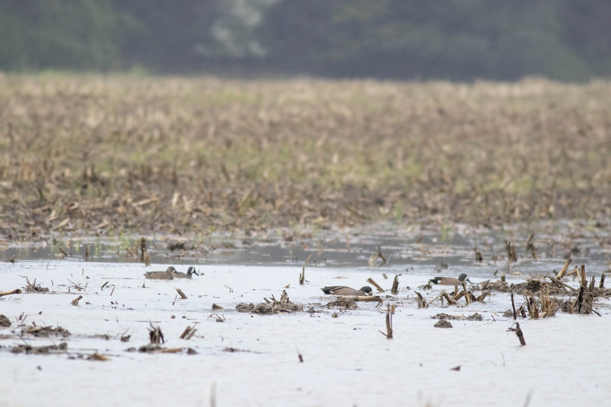 Blue-winged Teal - ML616835870