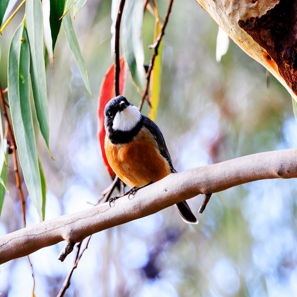 Rufous Whistler - Ken Janson