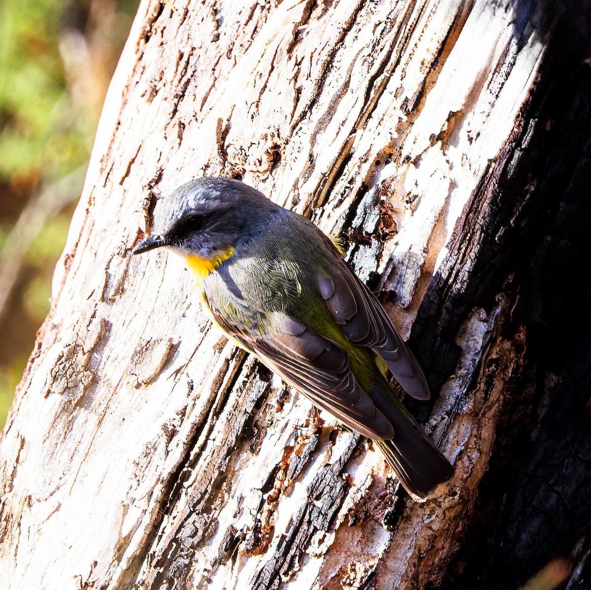 Eastern Yellow Robin - ML616835879