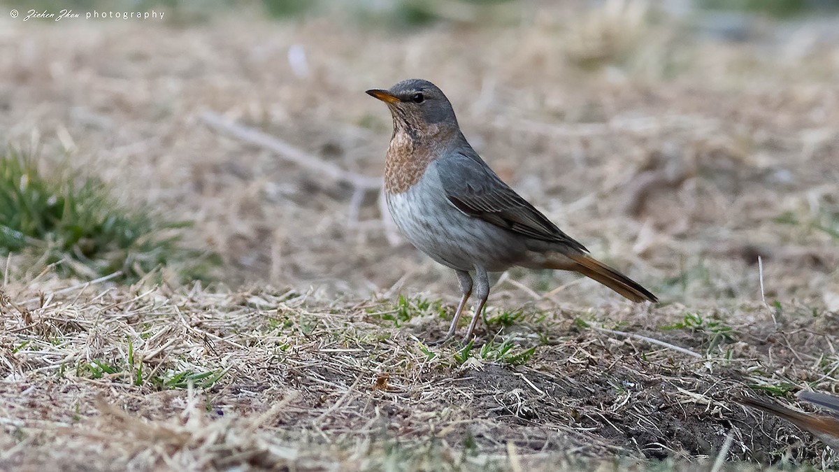 Red-throated Thrush - Zichen  Zhou