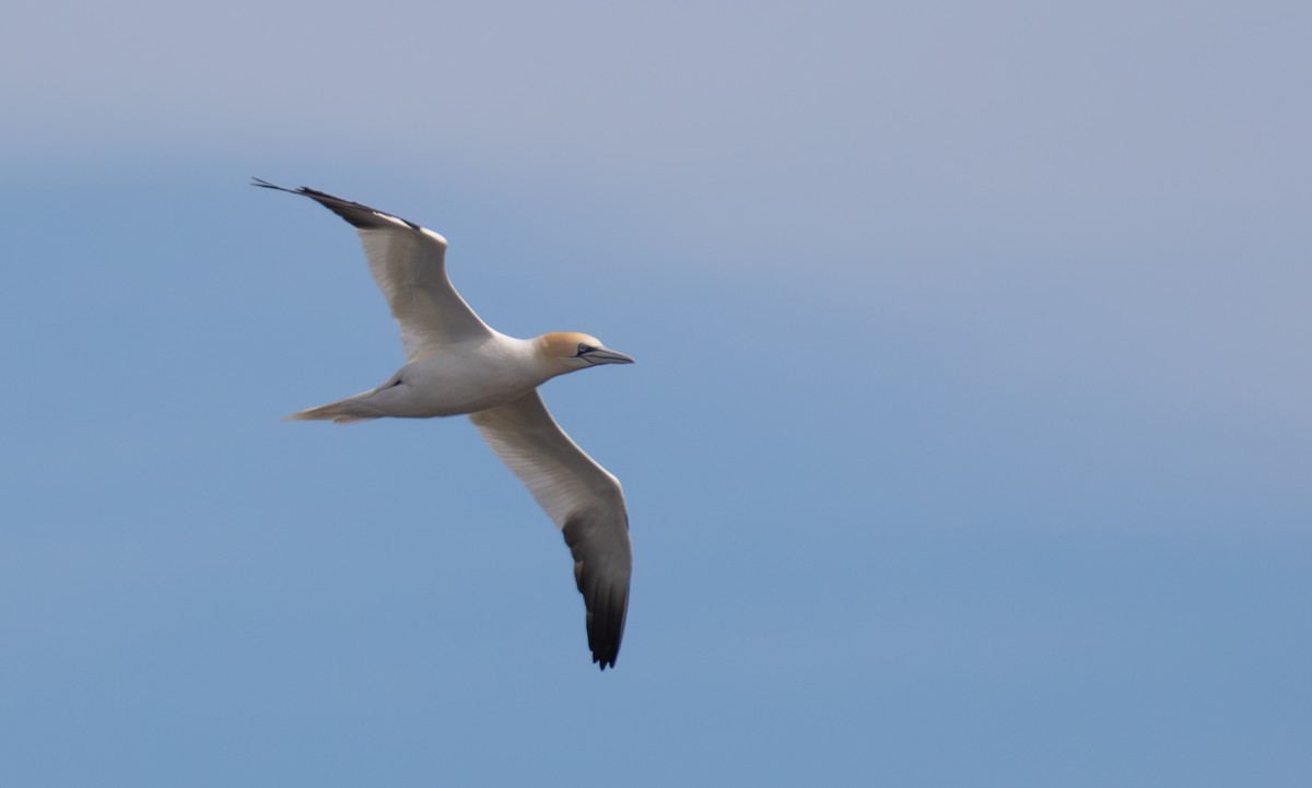 Northern Gannet - Marc Brawer