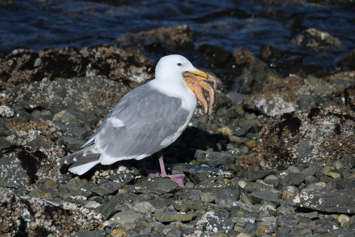 Glaucous-winged Gull - ML616835968