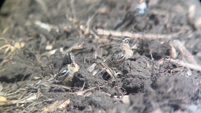 Smith's Longspur - ML616835989