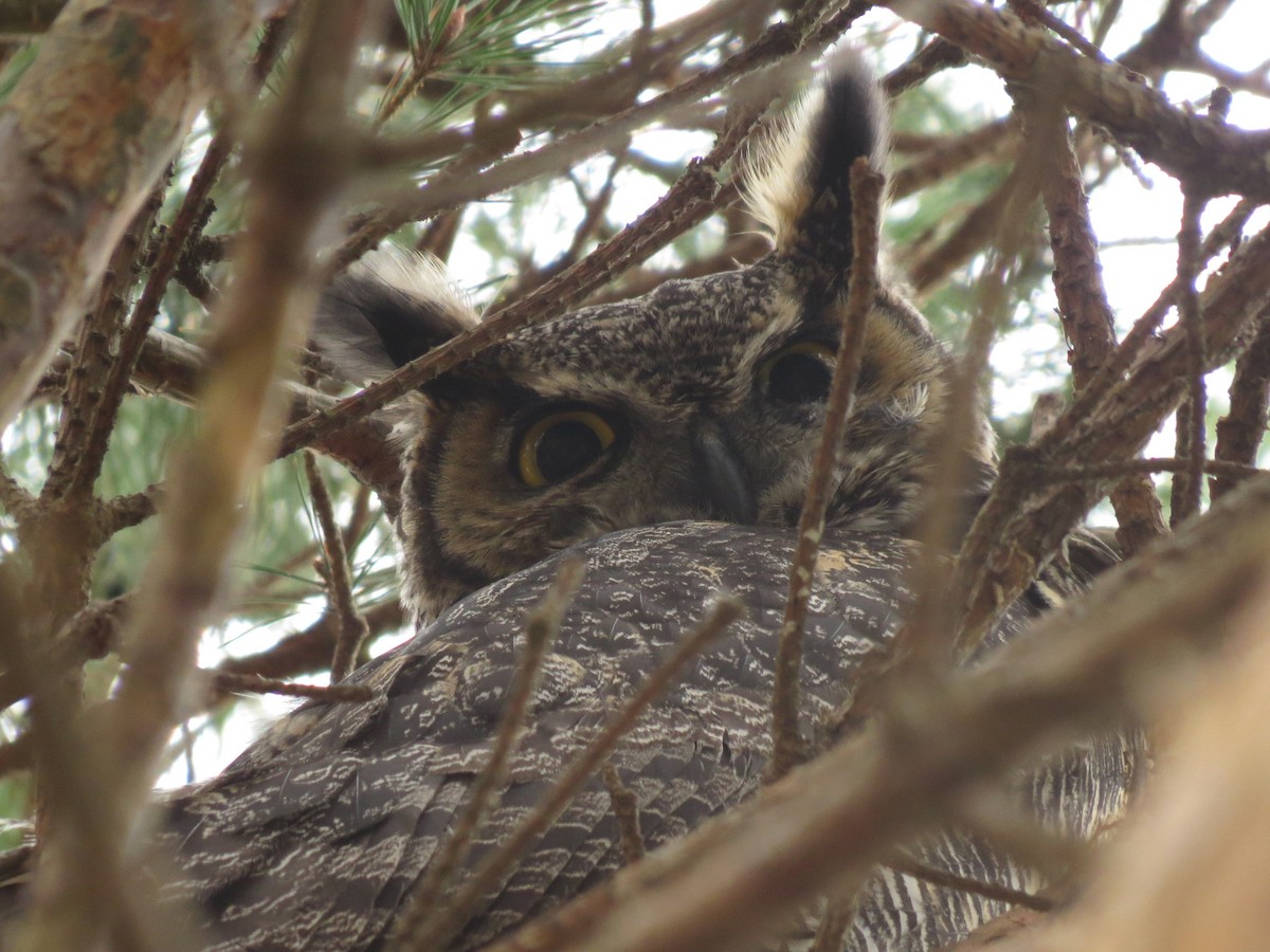 Great Horned Owl - ML616836027