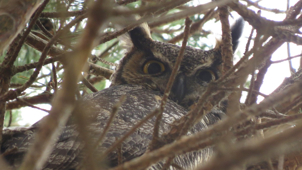 Great Horned Owl - ML616836033