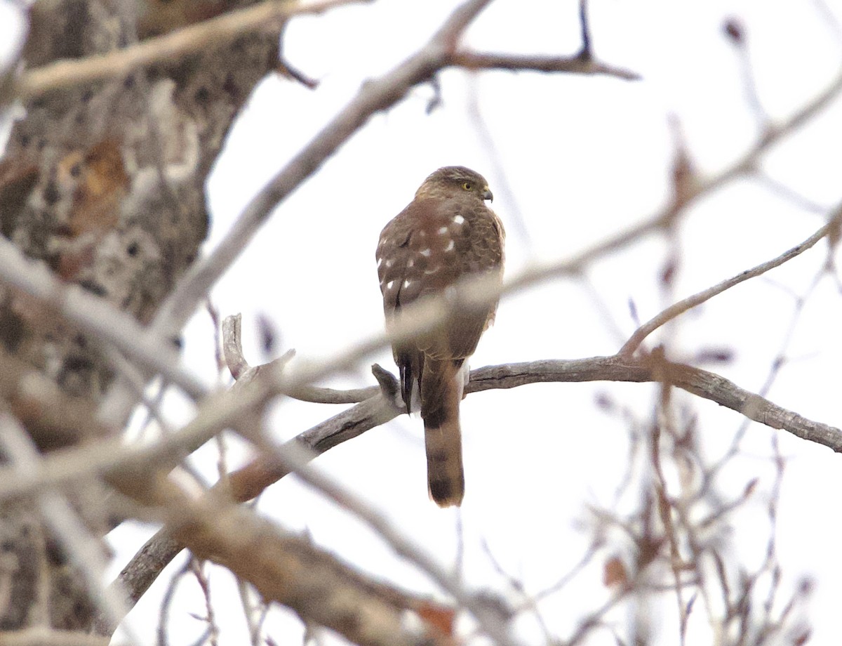 Sharp-shinned Hawk - ML616836043