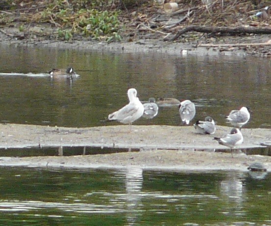 Ring-billed Gull - ML616836059