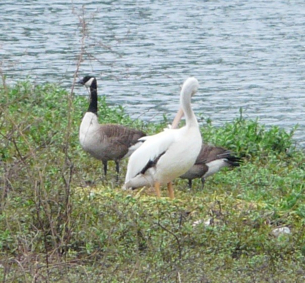 American White Pelican - ML616836074