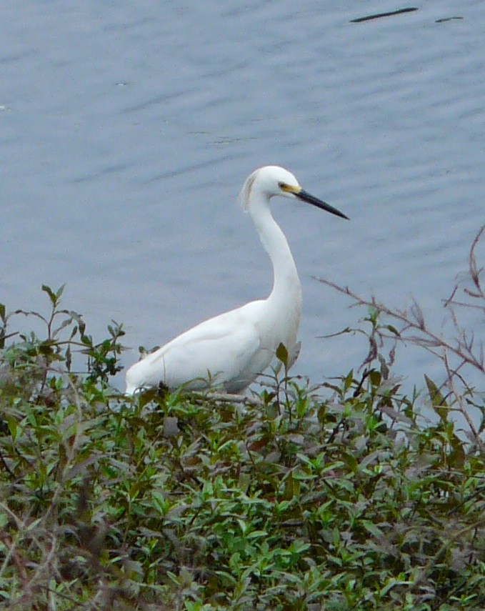 Snowy Egret - Sean McCool