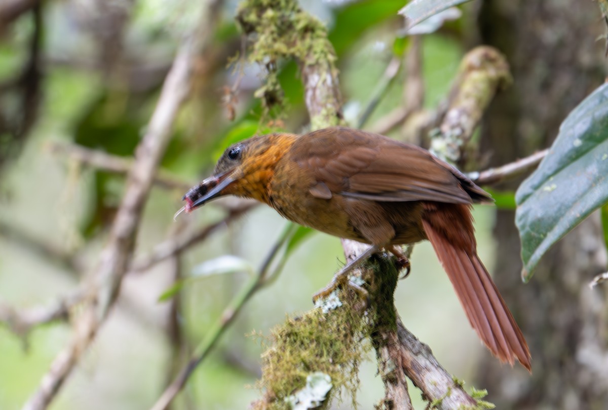 Streak-breasted Treehunter - ML616836128