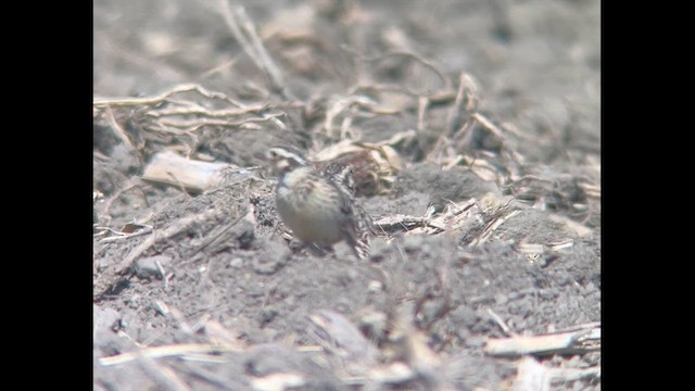 Smith's Longspur - ML616836176