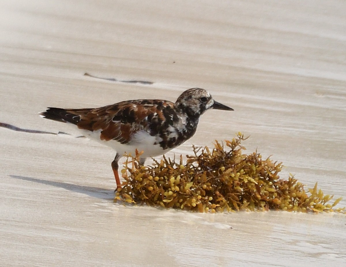 Ruddy Turnstone - ML616836178