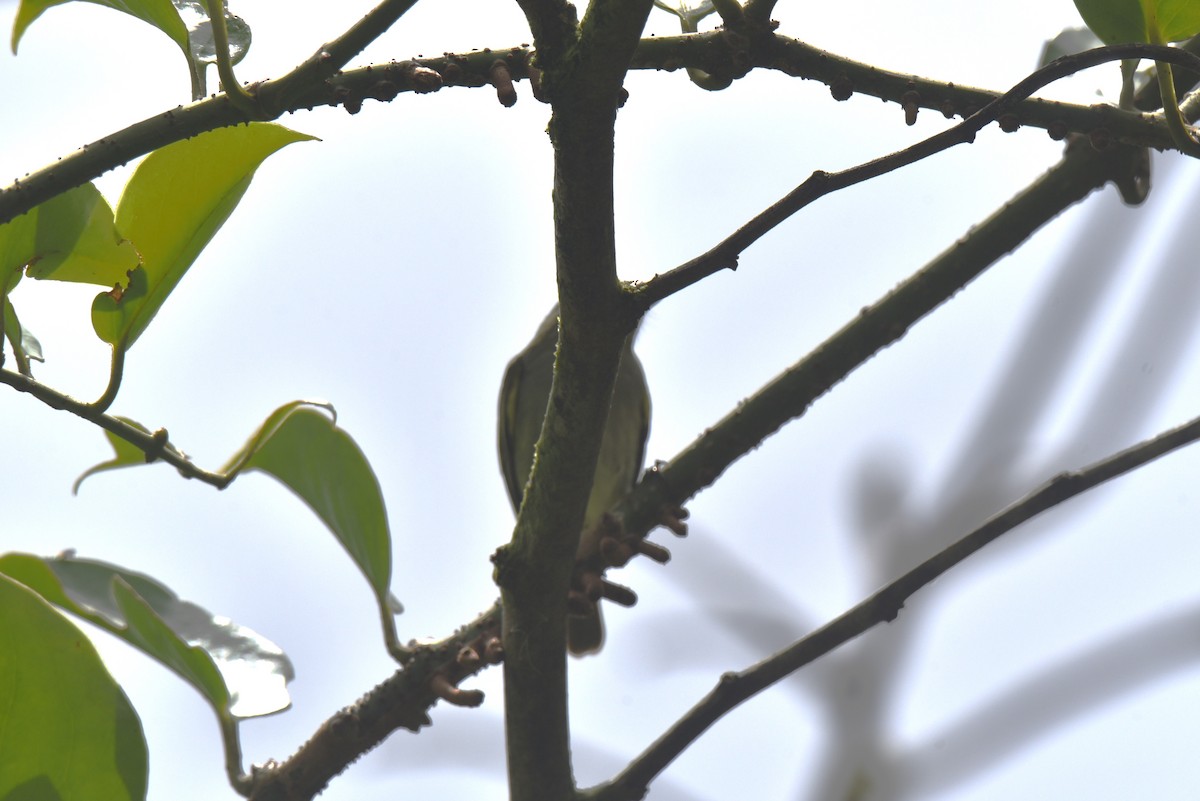 Mistletoe Tyrannulet - ML616836192