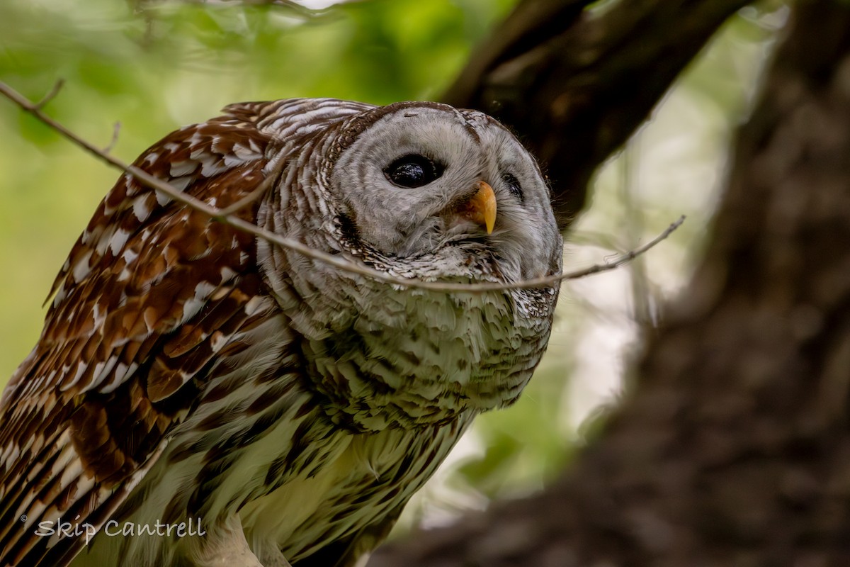 Barred Owl - ML616836253