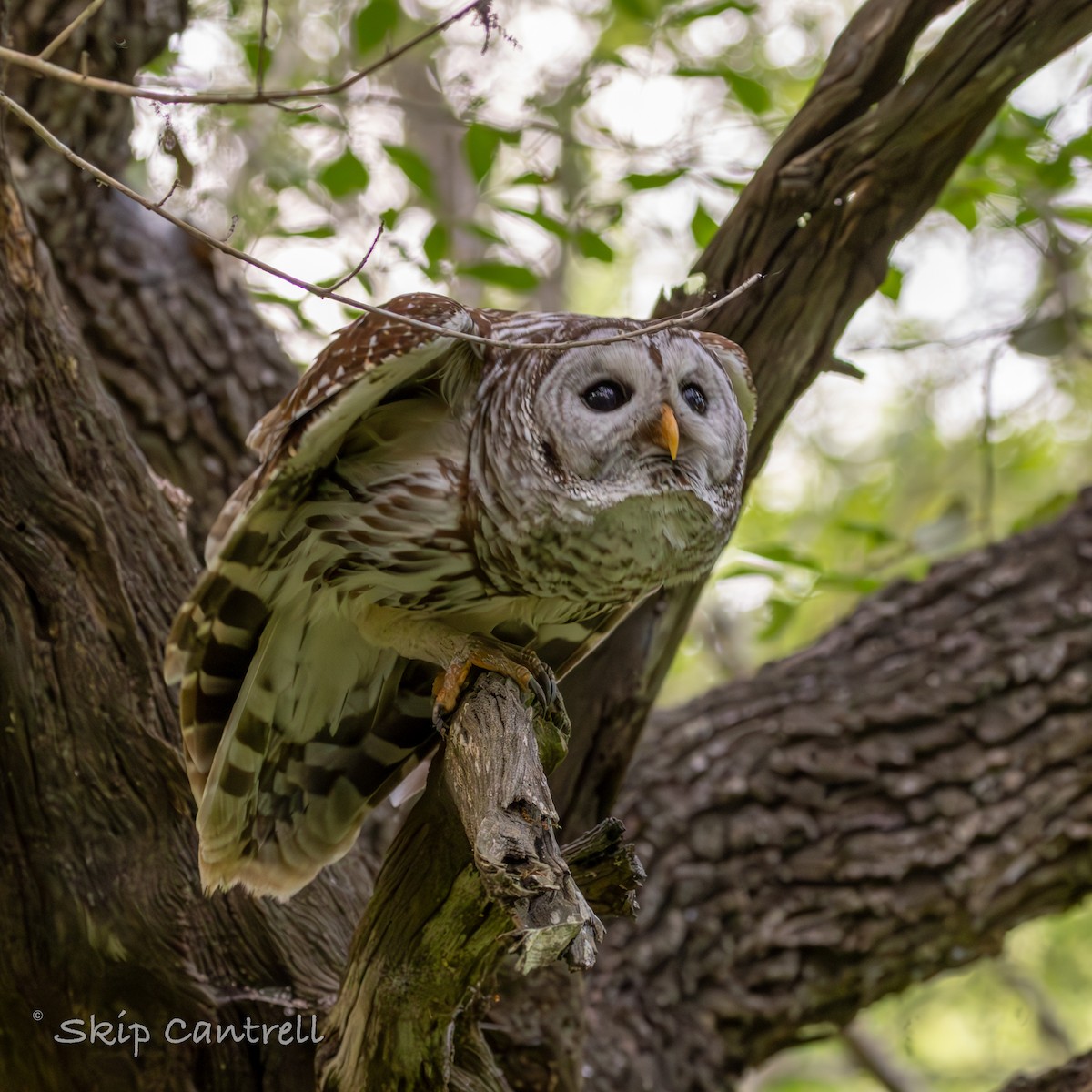 Barred Owl - ML616836254