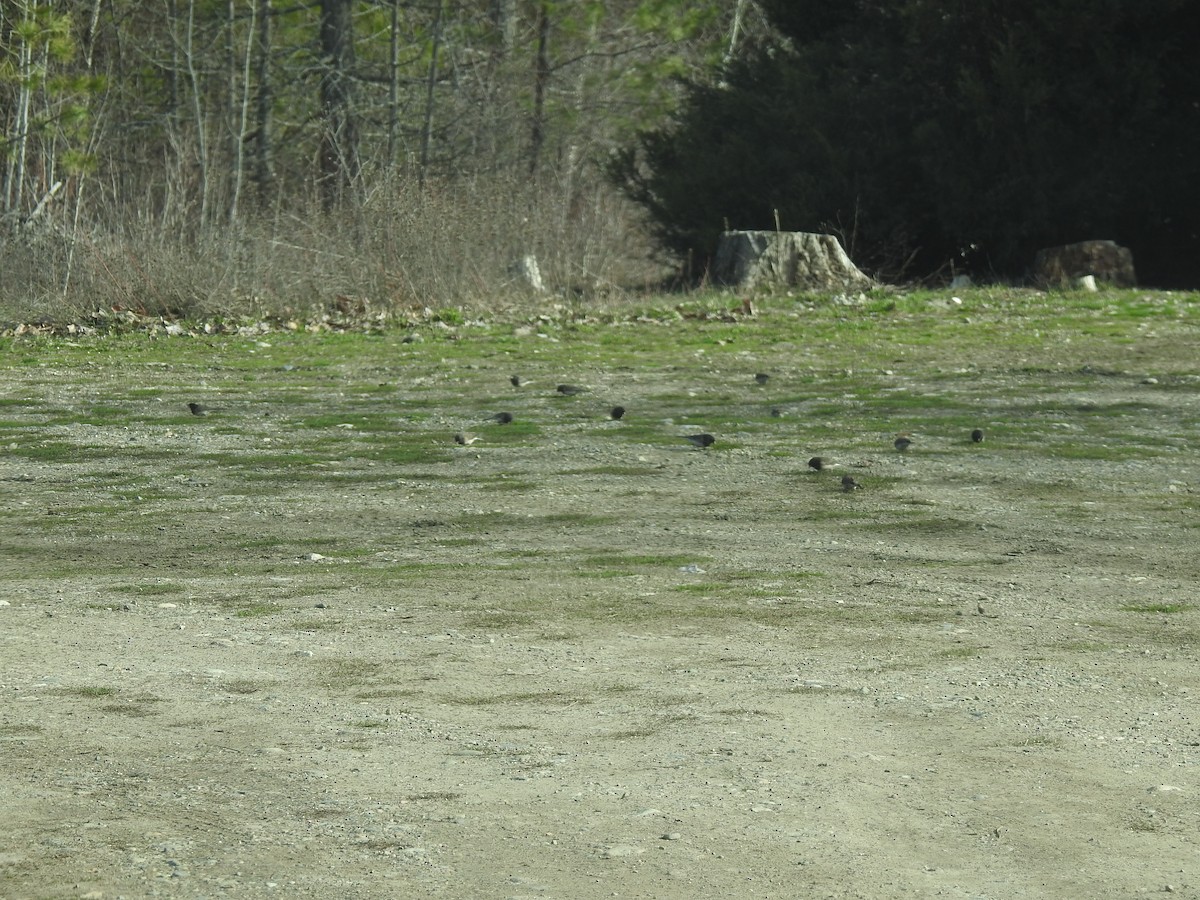 Junco Ojioscuro (grupo oreganus) - ML616836255