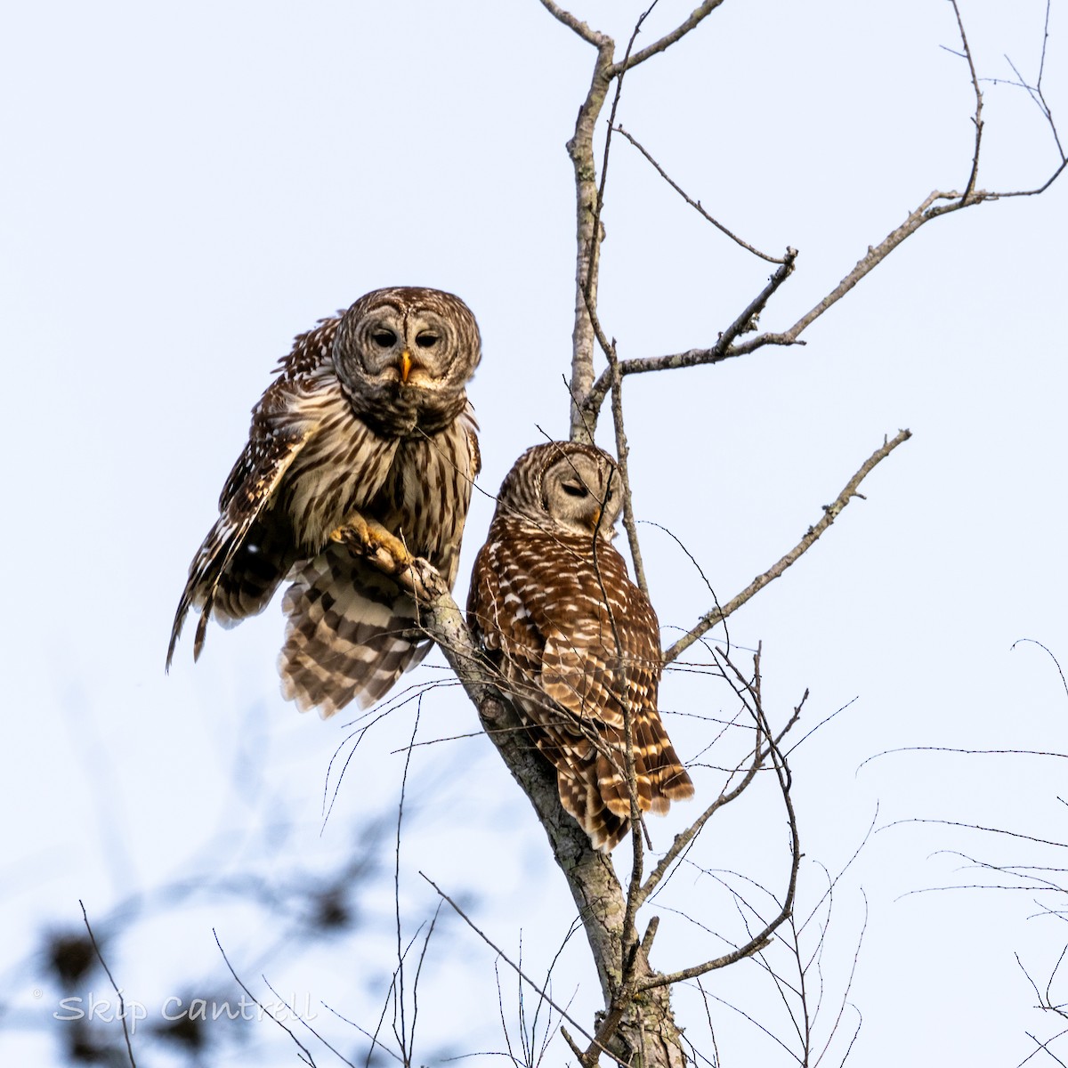 Barred Owl - ML616836256