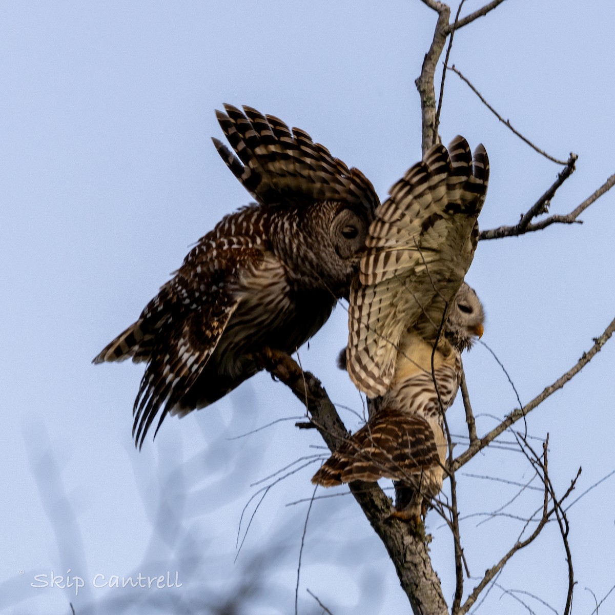 Barred Owl - ML616836257