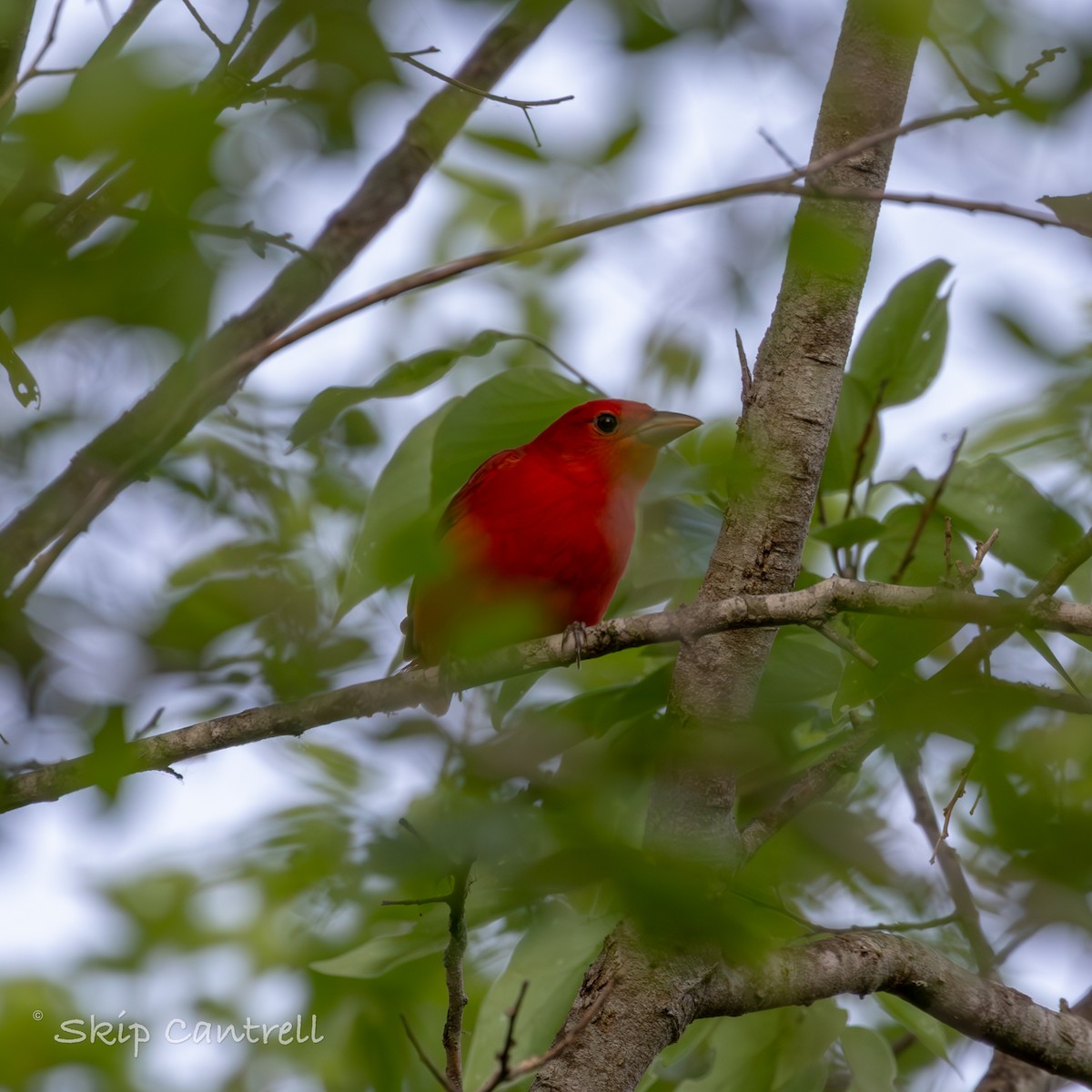 Summer Tanager - ML616836264
