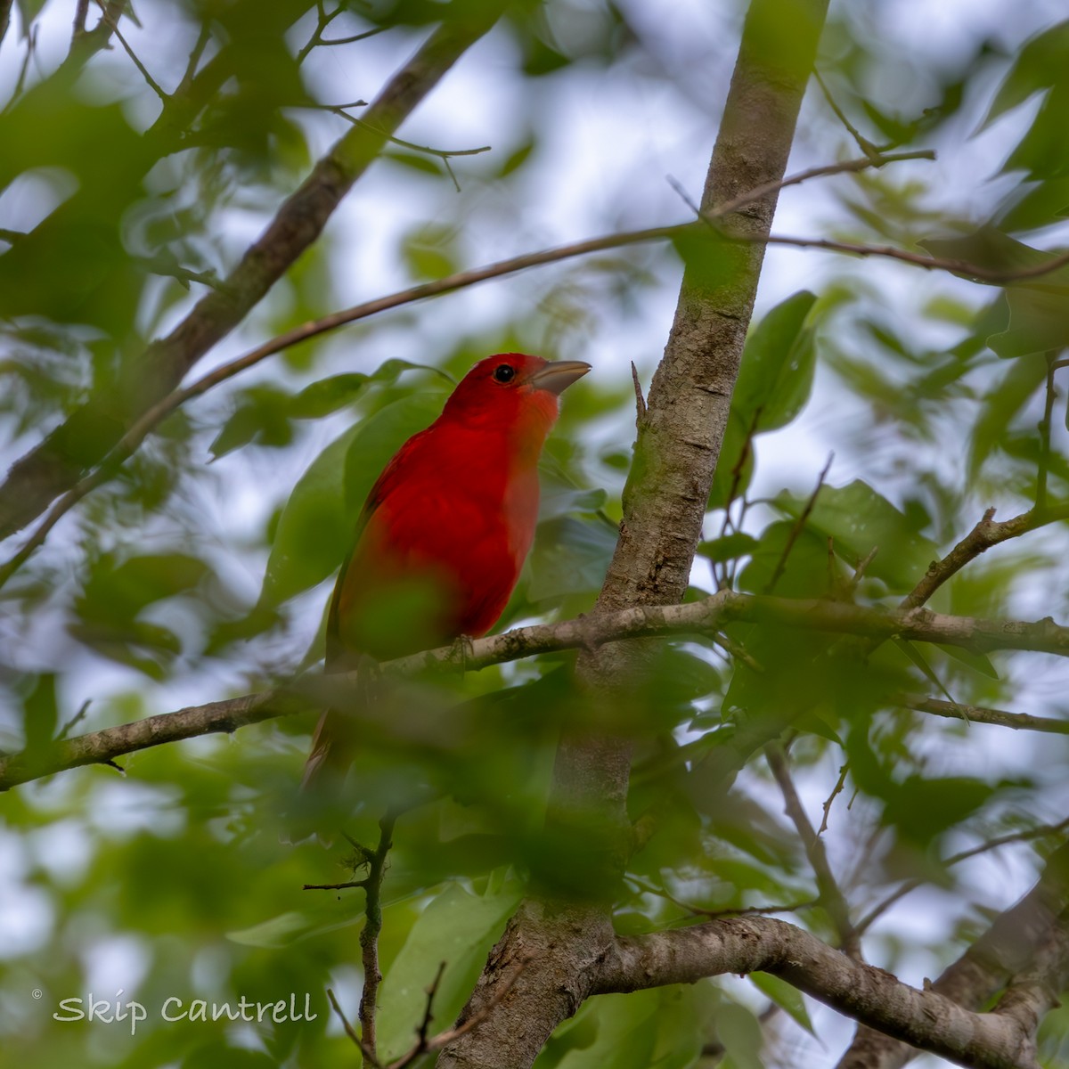 Summer Tanager - ML616836265