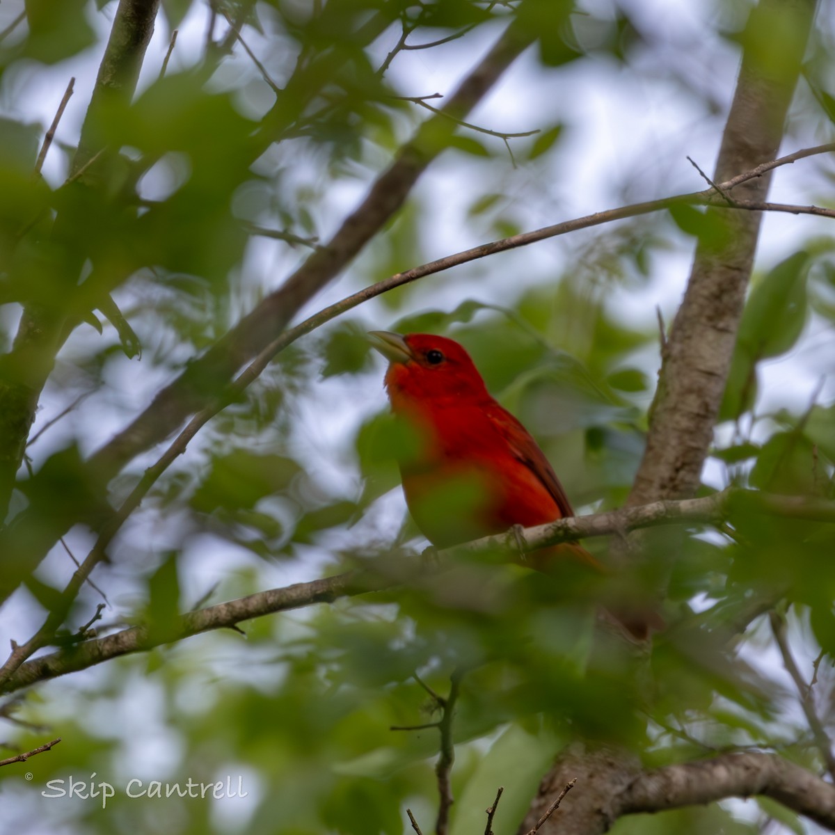 Summer Tanager - ML616836266