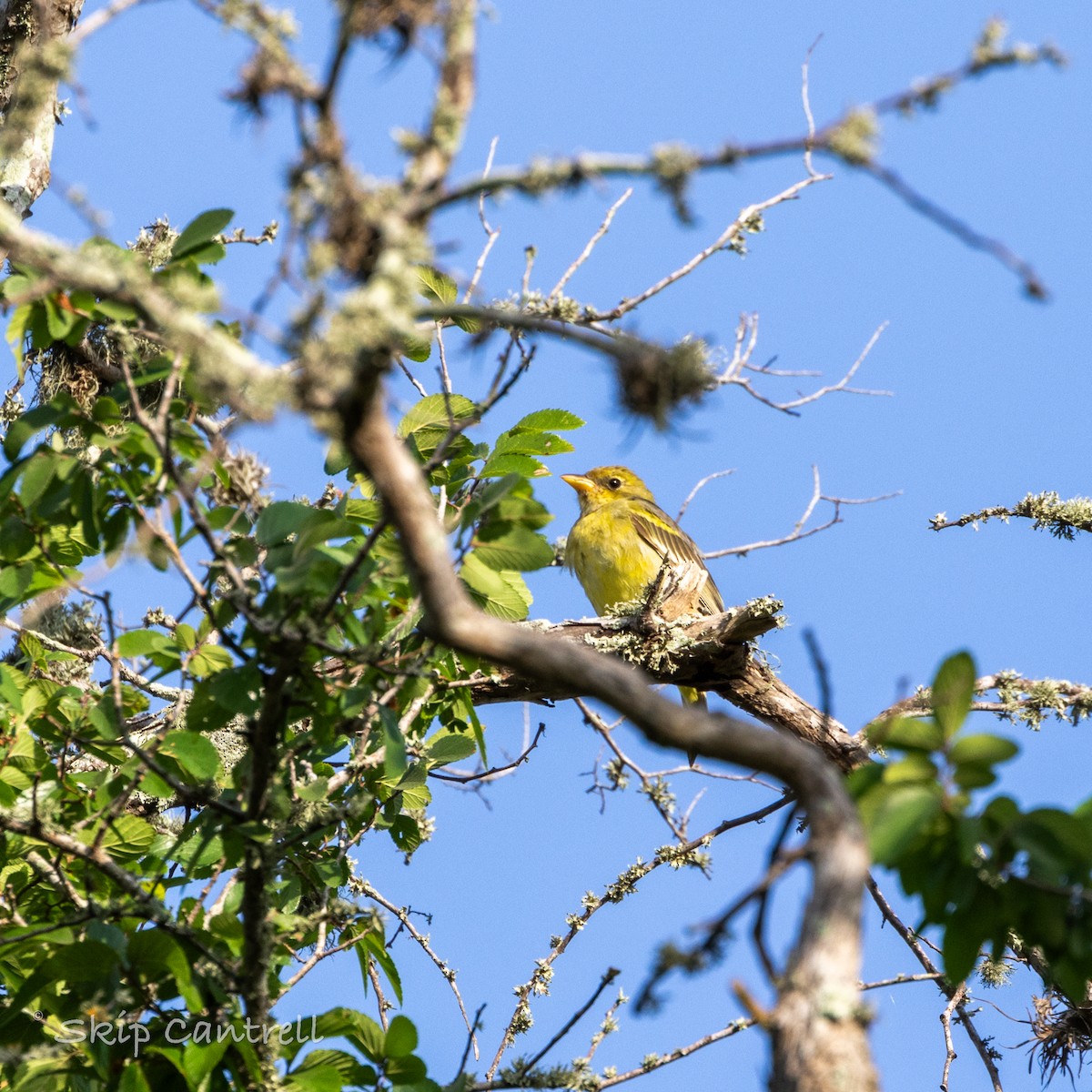 Western Tanager - ML616836269