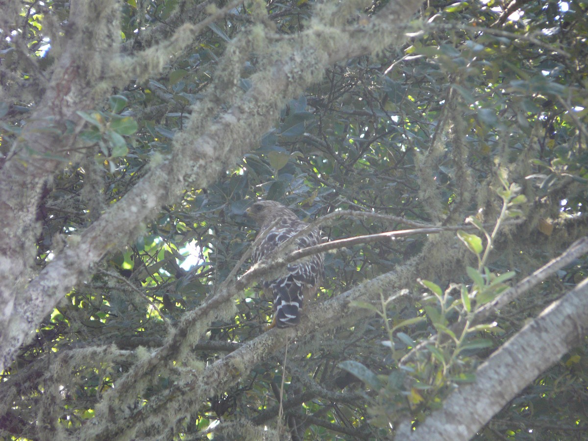 Red-shouldered Hawk - ML616836301