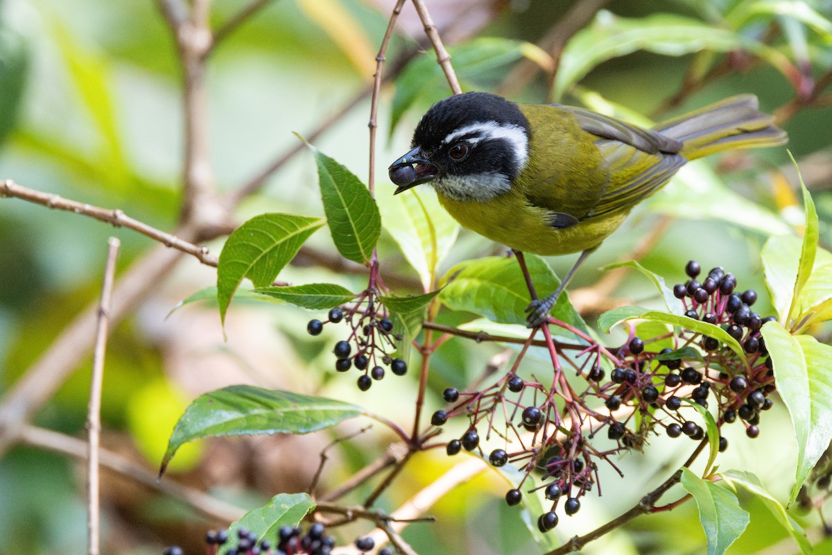 Sooty-capped Chlorospingus - Tom Blevins