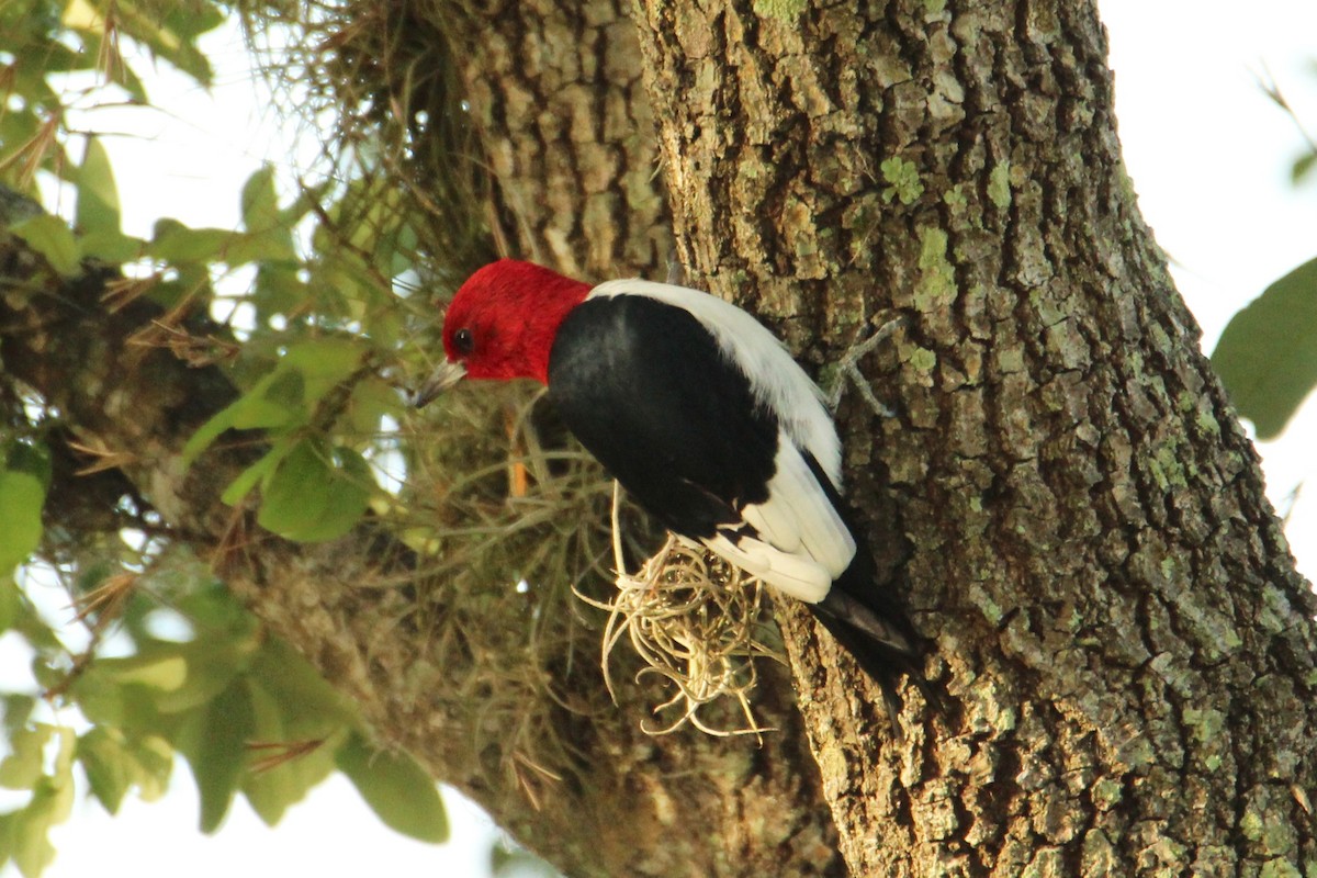 Red-headed Woodpecker - ML616836362