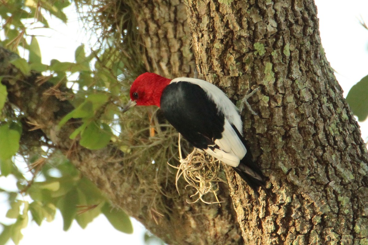 Red-headed Woodpecker - ML616836365