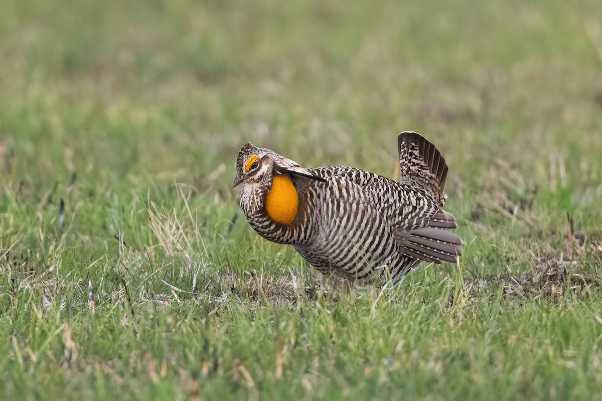 Greater Prairie-Chicken - ML616836393