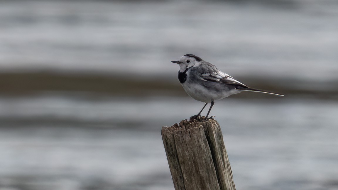 White Wagtail - Anonymous