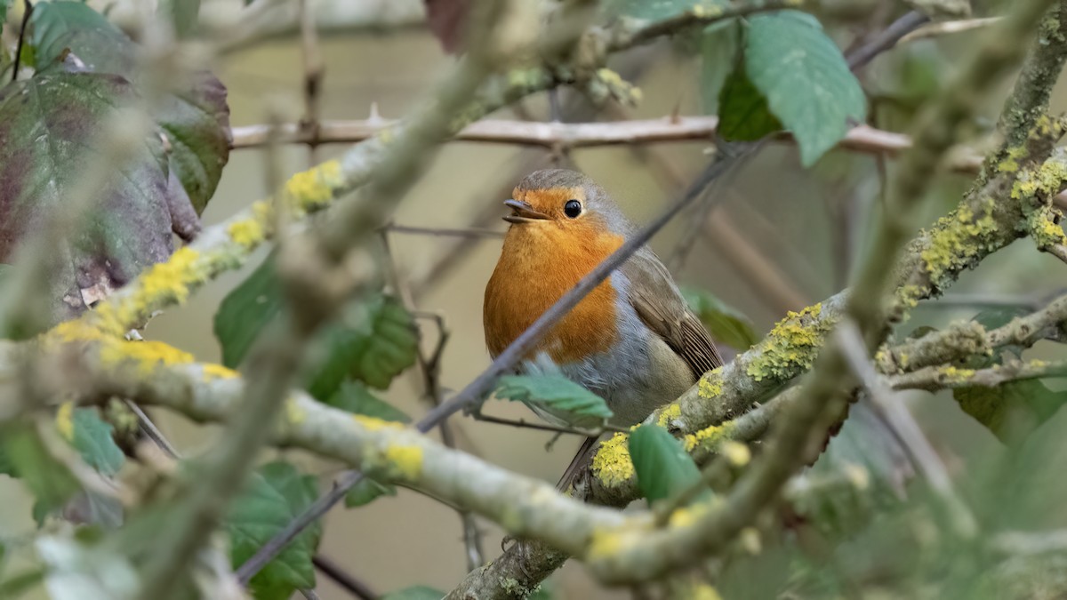 European Robin - ML616836408