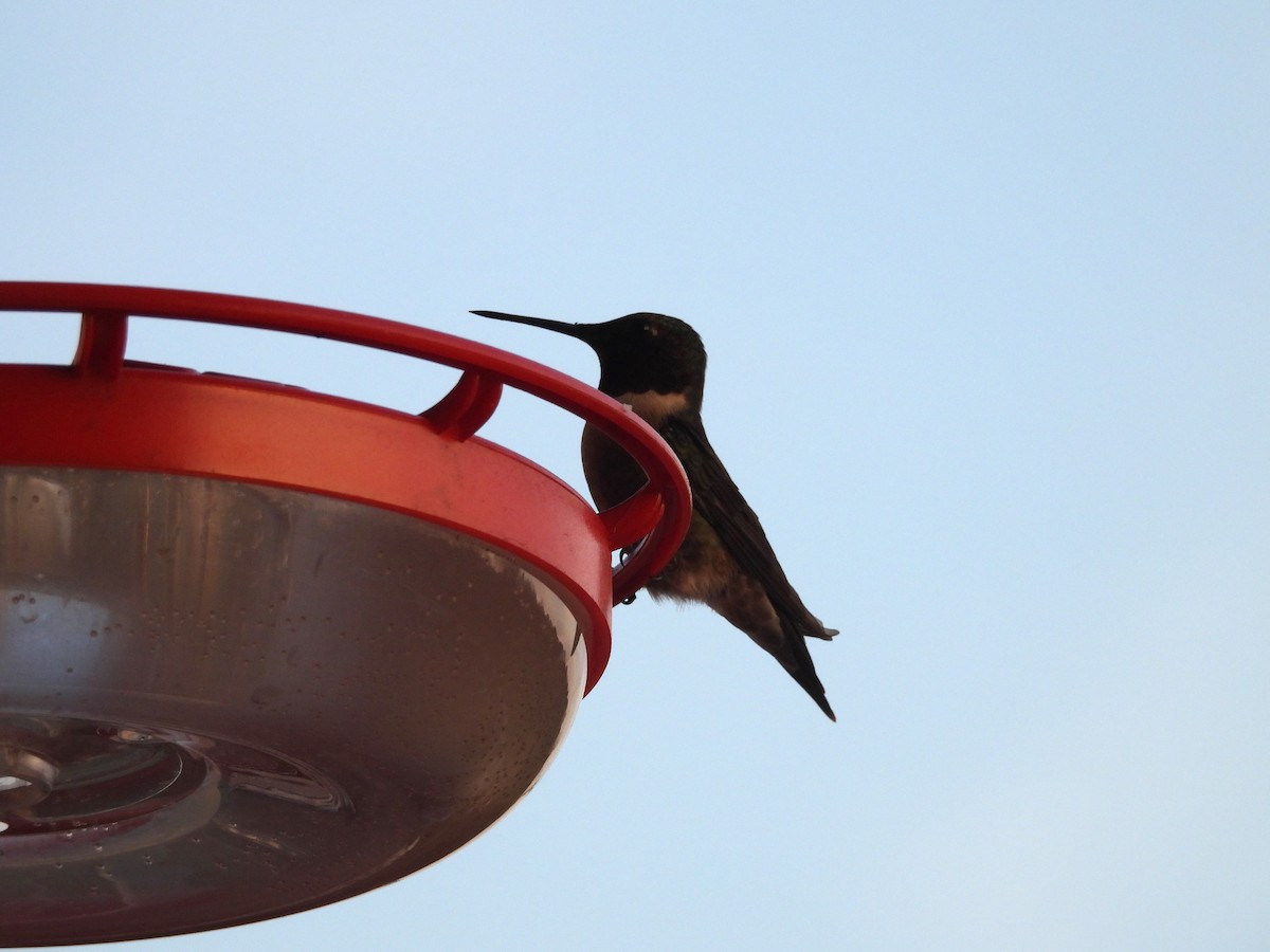 Colibri à gorge rubis - ML616836413