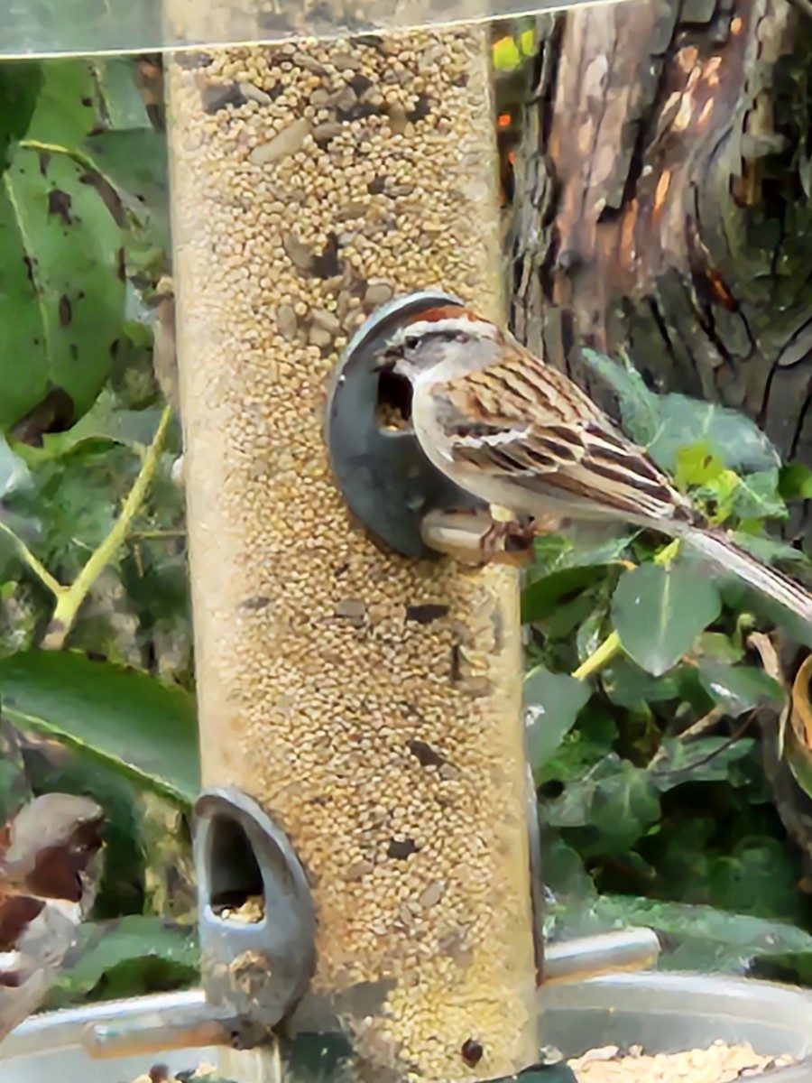 Chipping Sparrow - Carl Hughes