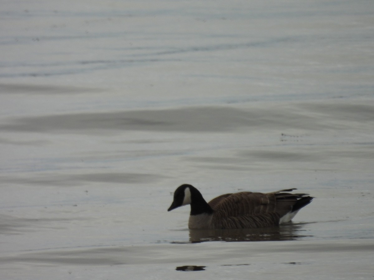 Cackling Goose - Denise Moreault