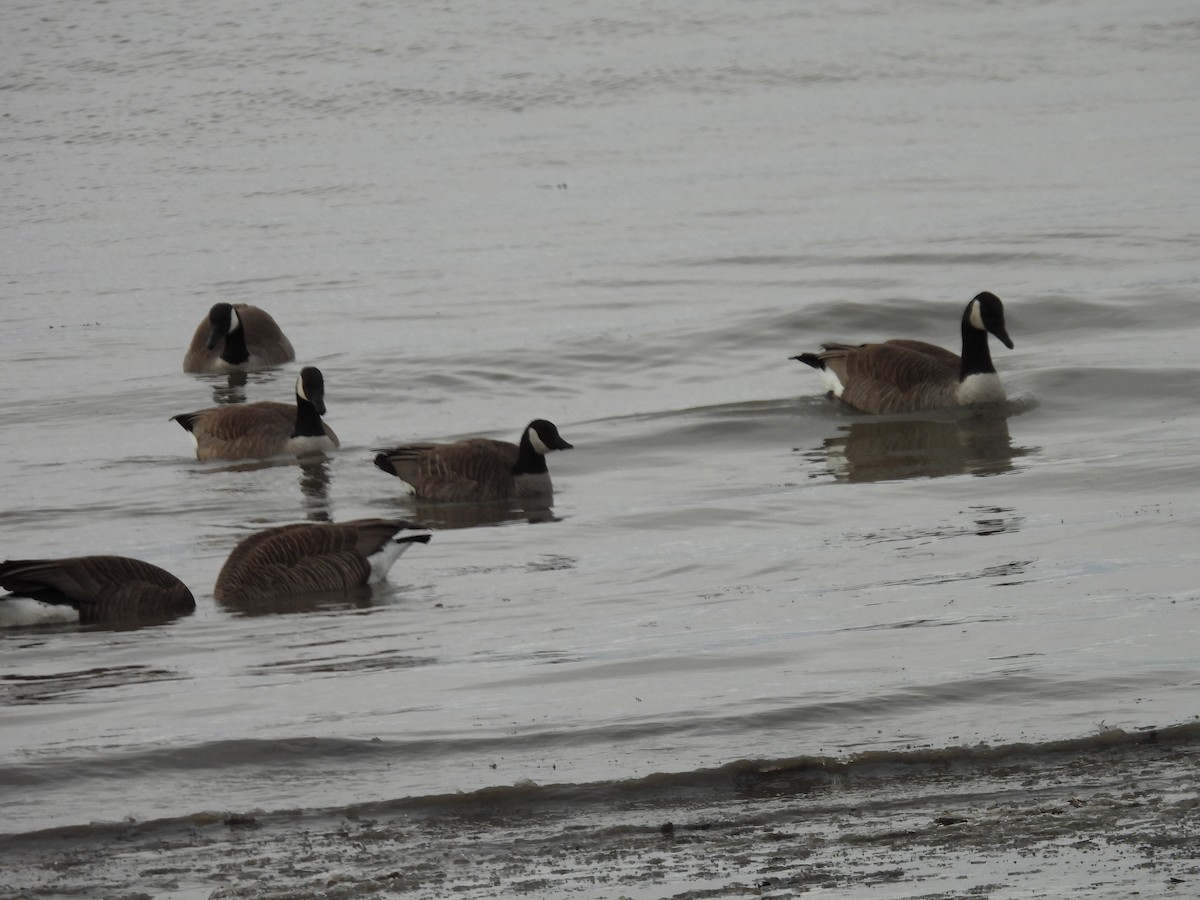 Cackling Goose - Denise Moreault