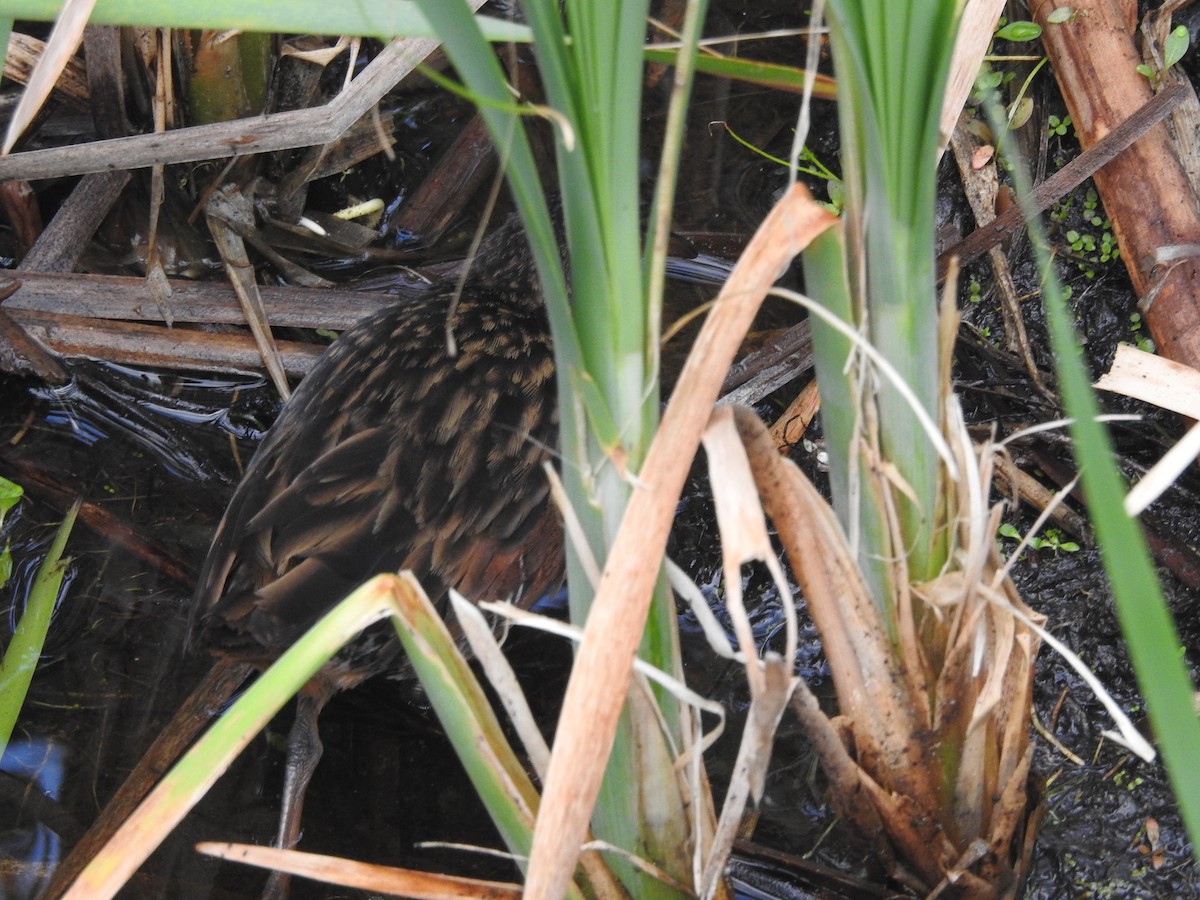 Virginia Rail - ML616836452