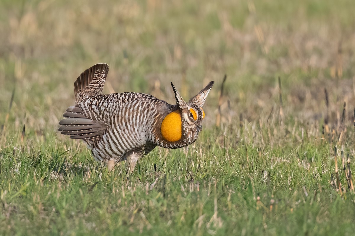 Greater Prairie-Chicken - ML616836470