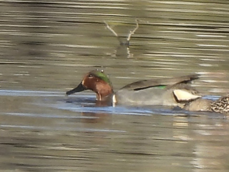 Green-winged Teal - ML616836473