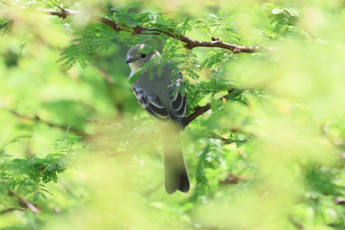 Southern Scrub-Flycatcher - ML616836475