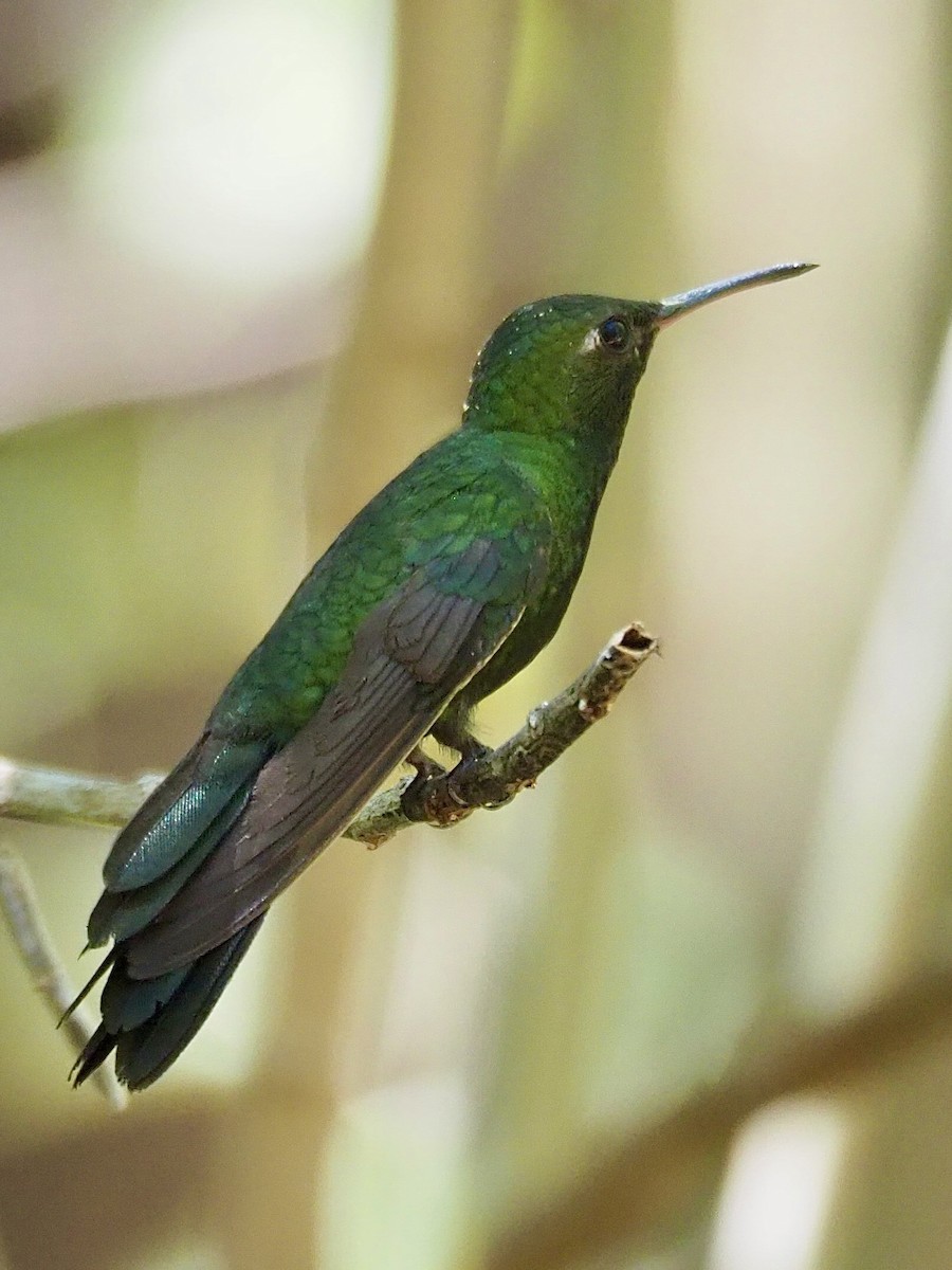 kolibřík haitský - ML616836481