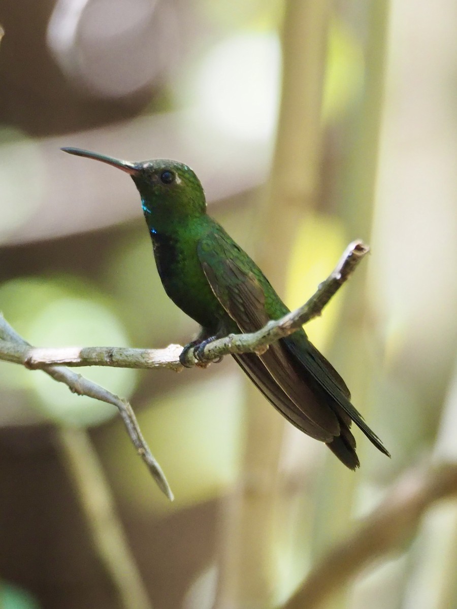 kolibřík haitský - ML616836482