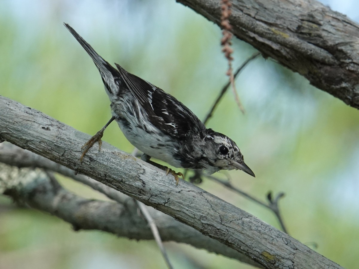 Black-and-white Warbler - Steve Kornfeld