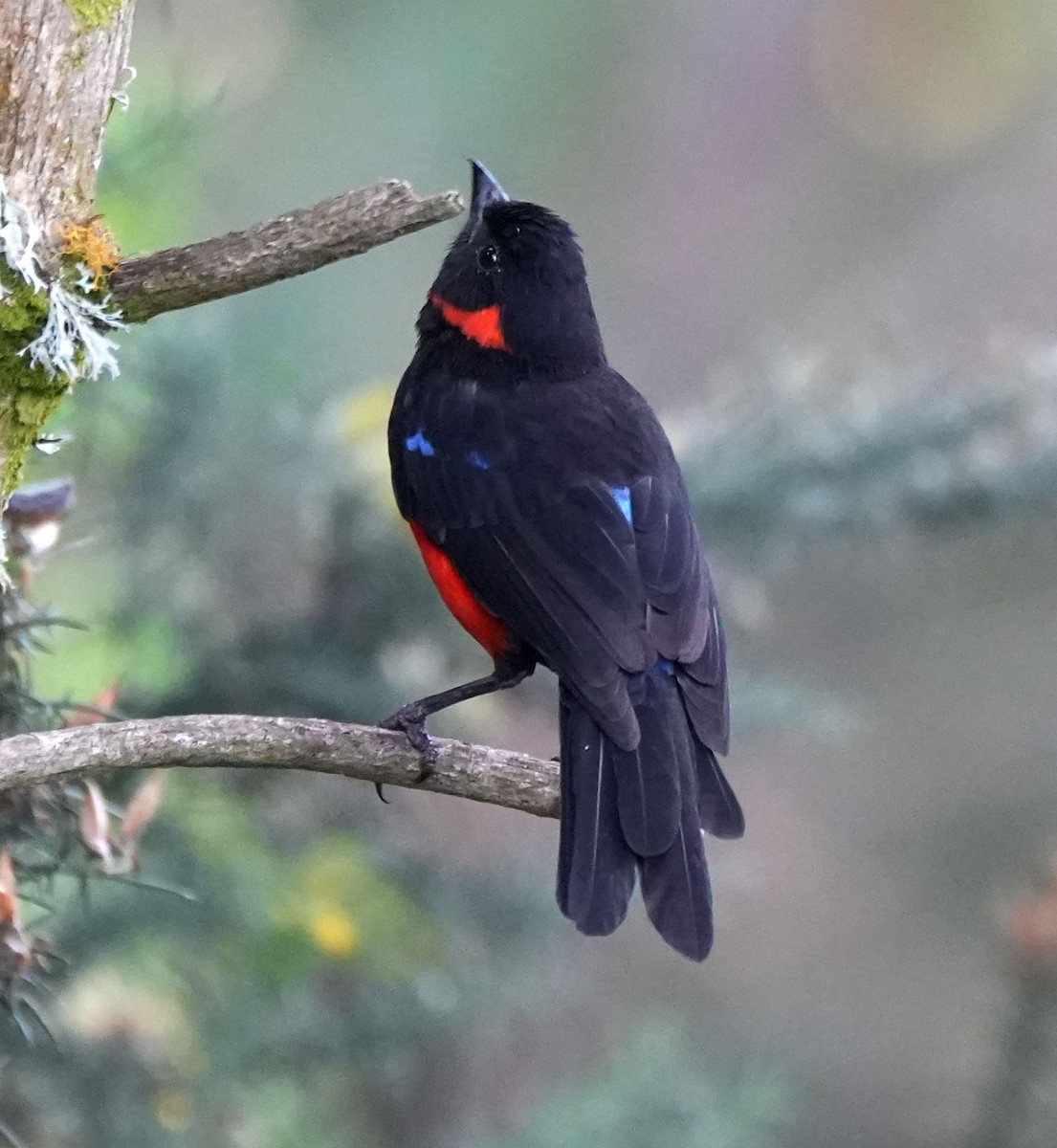 Scarlet-bellied Mountain Tanager - John Sanchez