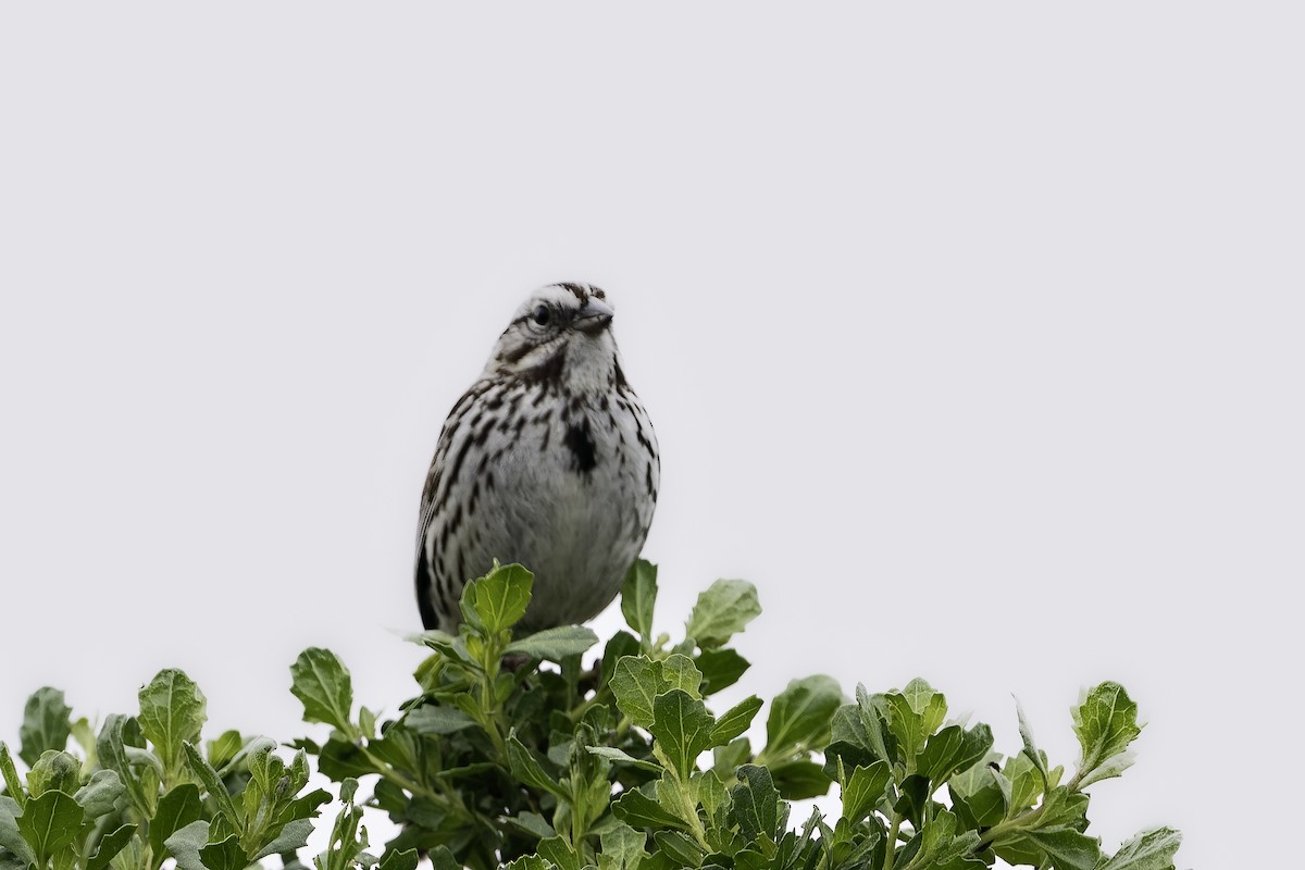 Song Sparrow - Brian Scanlon