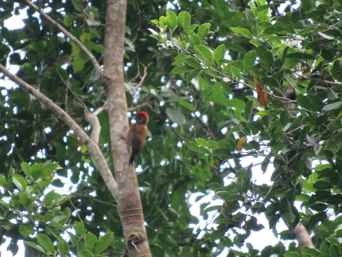 Smoky-brown Woodpecker - ML616836530